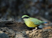 Bar-bellied Pitta