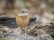 Blue-rumped Pitta