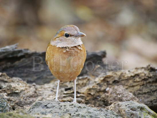 Blue-rumped Pitta