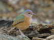 Blue-rumped Pitta