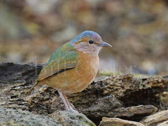 Blue-rumped Pitta