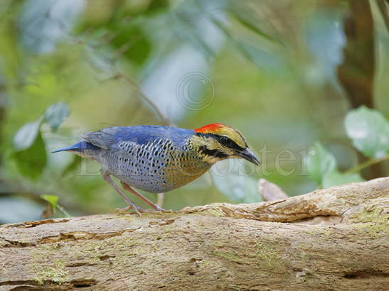 Blue Pitta