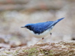 Siberian Robin