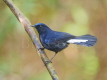 White-tailed Robin