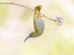 Streaked Spiderhunter