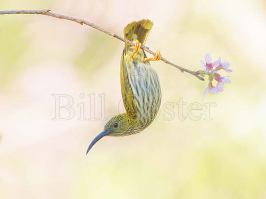 Streaked Spiderhunter