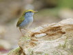 Grey-bellied Tesia