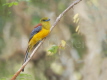 Orange-breasted Trogon