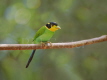 Long-tailed Broadbill