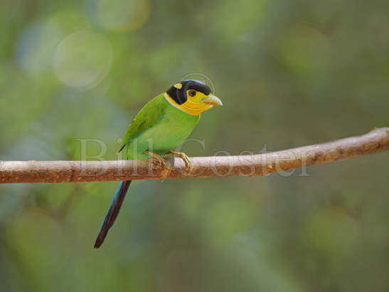 Long-tailed Broadbill