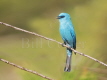 Verditer Flycatcher