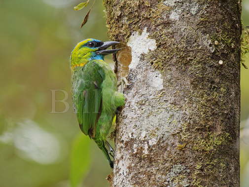 Golden-naped Barbet