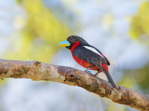 Black & Red Broadbill