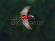 Black & Red Broadbill