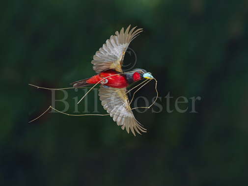 Black & Red Broadbill