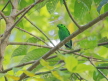 Green Broadbill