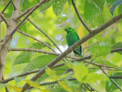 Green Broadbill