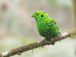 Whitehead's Broadbill