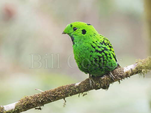 Whitehead's Broadbill