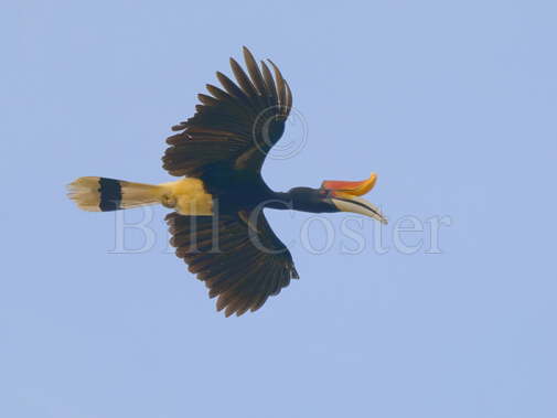 Rhinocerous Hornbill