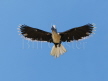 White-crowned Hornbill