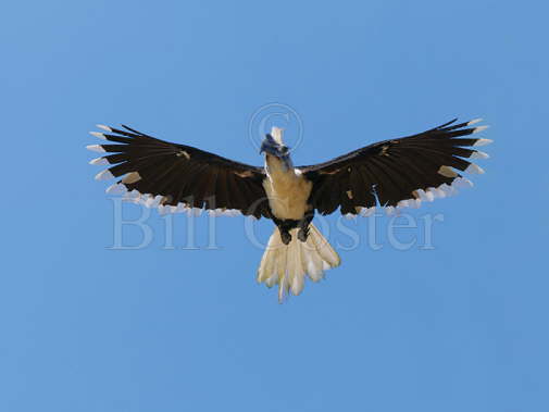 White-crowned Hornbill