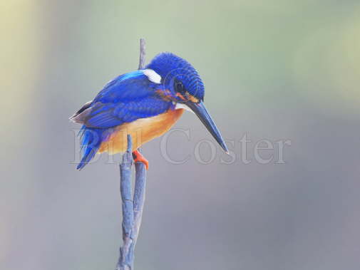 Blue-eared Kingfisher