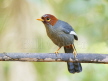 Chestnut-hooded Laughingthrush