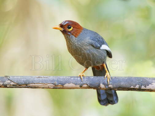 Chestnut-hooded Laughingthrush