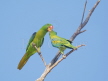 Blue-naped Parrot