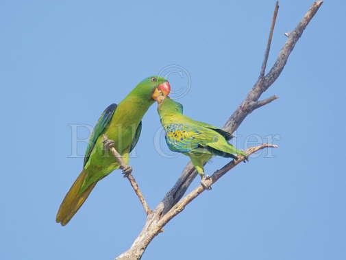 Blue-naped Parrot