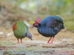 Crested Partridge Pair