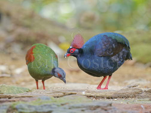 Crested Partridge Pair