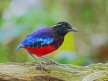 Black-crowned Pitta