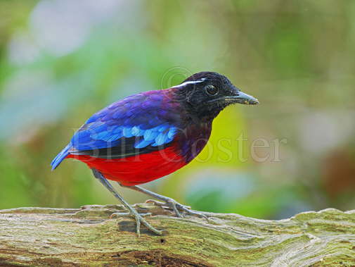 Black-crowned Pitta