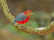 Blue-banded Pitta