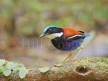 Blue-headed Pitta