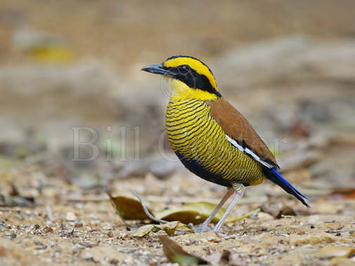 Bornean Banded Pitta