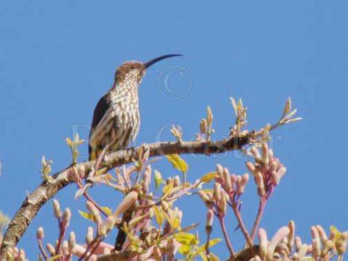 Whitehead's Spiderhunter