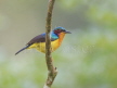 Ruby-cheeked Sunbird