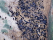 Black-nest Swiftlets - Cave Roof