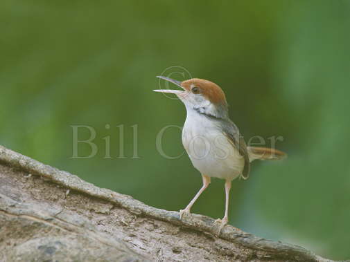 Rufous-tailed Tailorbird