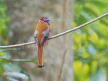 Diard's Trogon