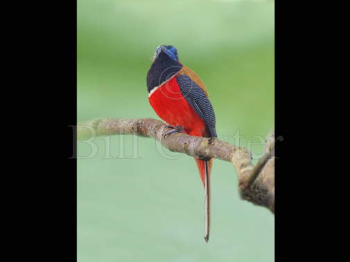 Red-naped Trogon