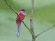 Whitehead's Trogon