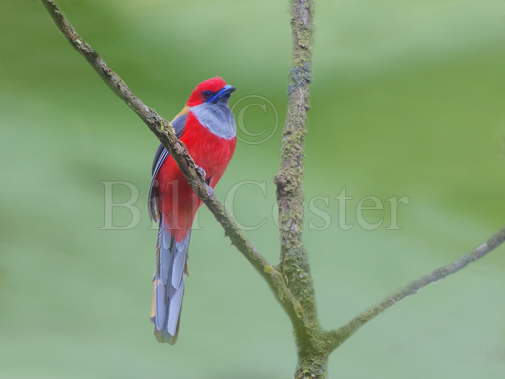 Whitehead's Trogon