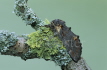 Iron Prominent Moth