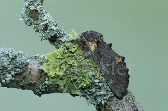 Iron Prominent Moth