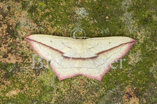 Bloodvein Moth