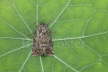 Straw Underwing Moth